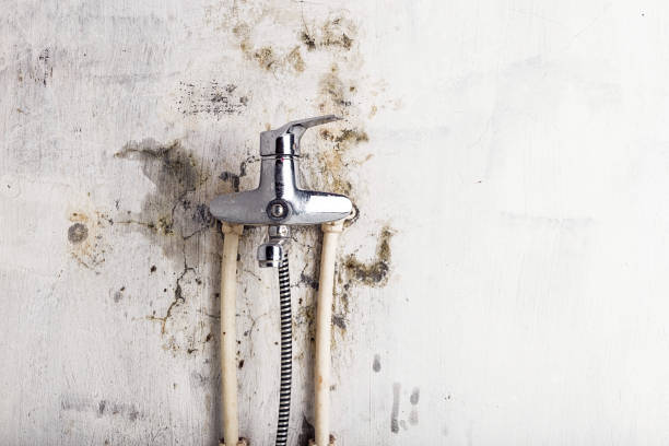 Best Black Mold Removal  in Abilene, TX