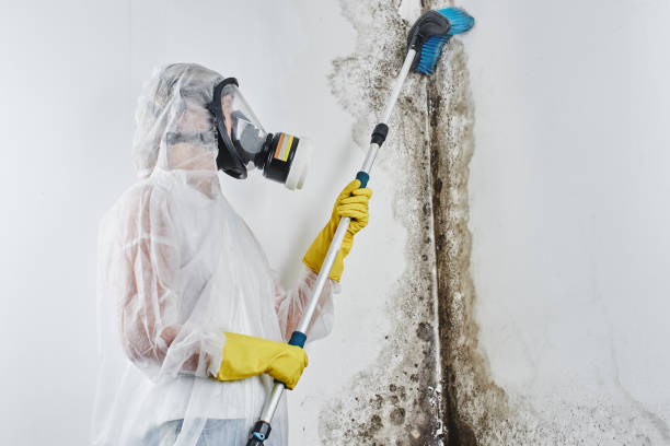 Best Residential Mold Removal  in Abilene, TX