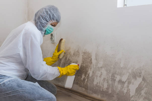 Best Attic Mold Removal  in Abilene, TX