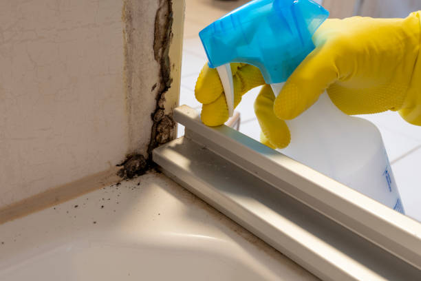 Certified Mold Removal in Abilene, TX