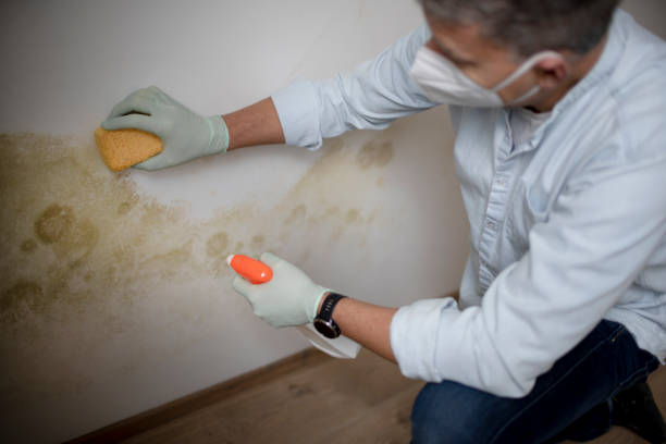 Best Residential Mold Removal  in Abilene, TX
