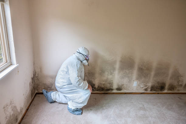 Best Local Mold Removal Service  in Abilene, TX