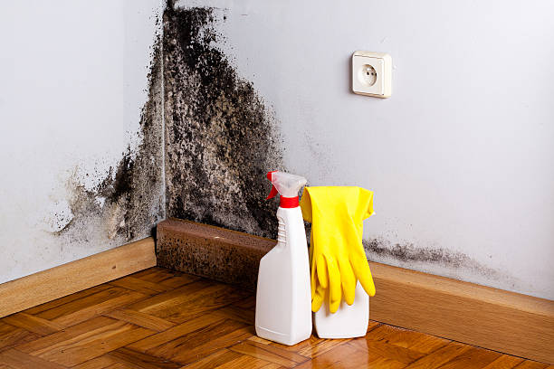 Attic Mold Removal in Abilene, TX